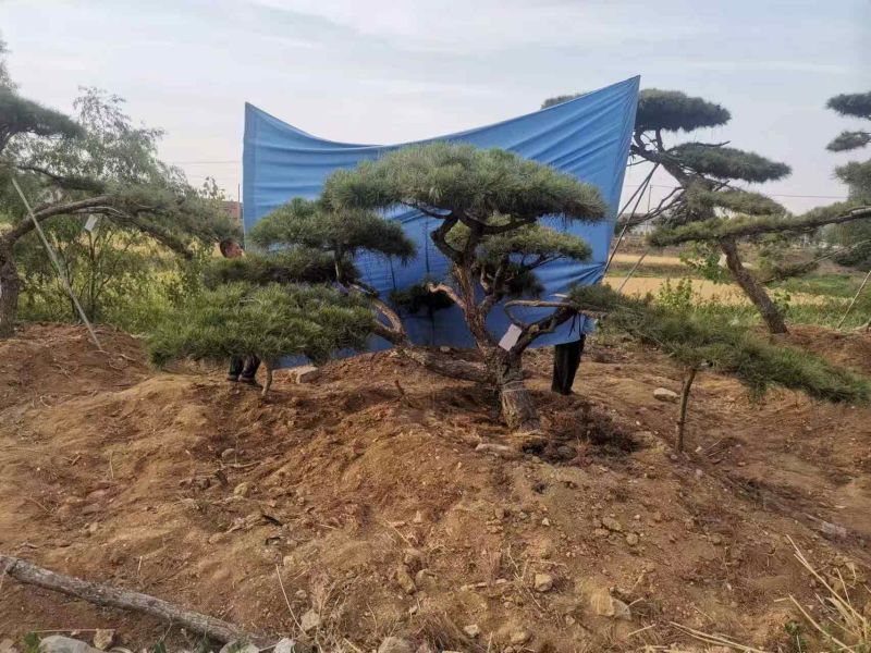 造型油松自己苗圃树