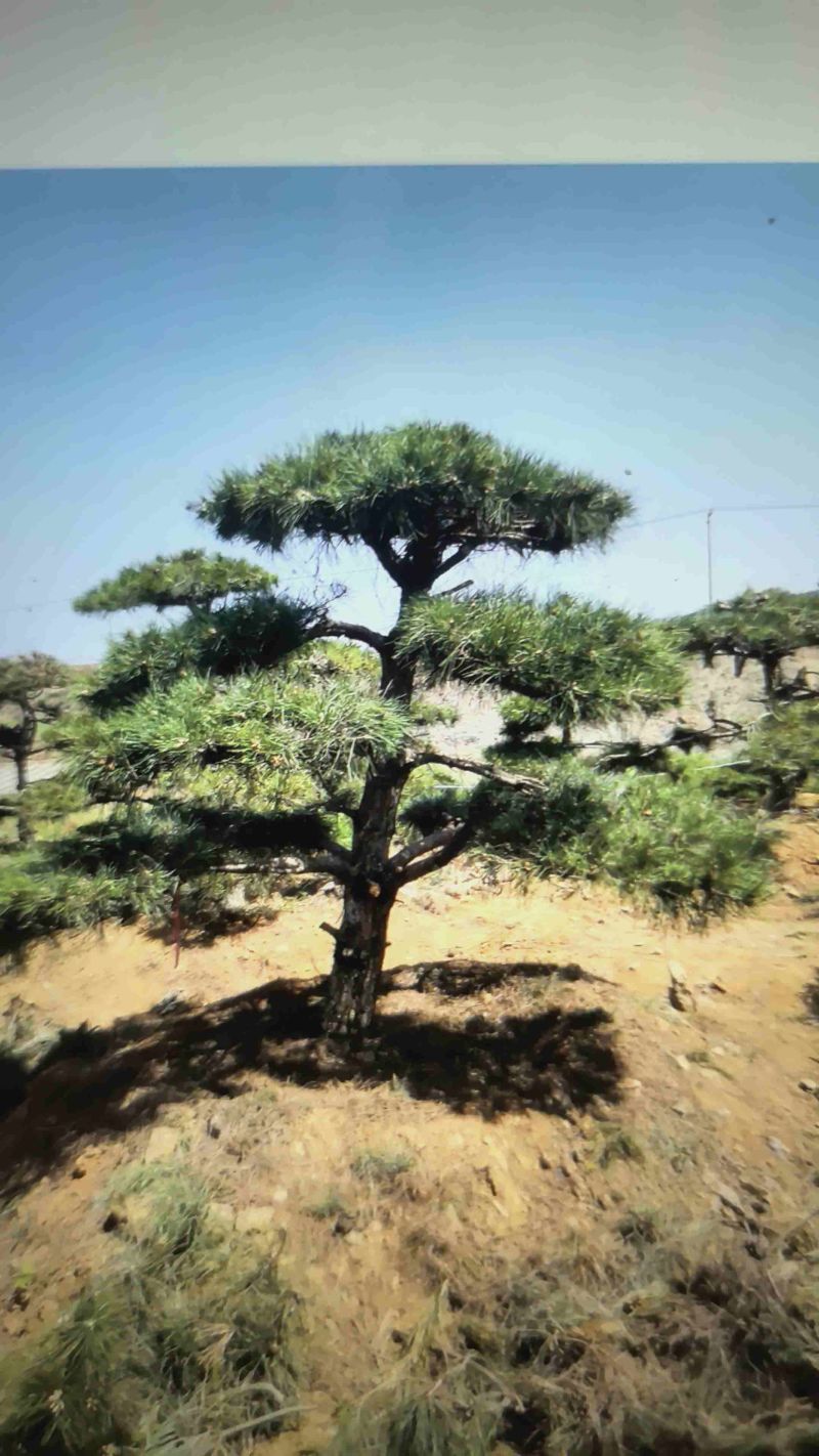 造型油松自己苗圃树