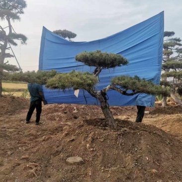 造型油松自己苗圃树