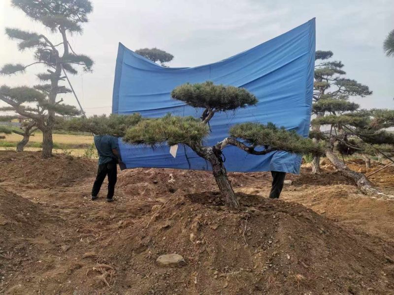 造型油松自己苗圃树