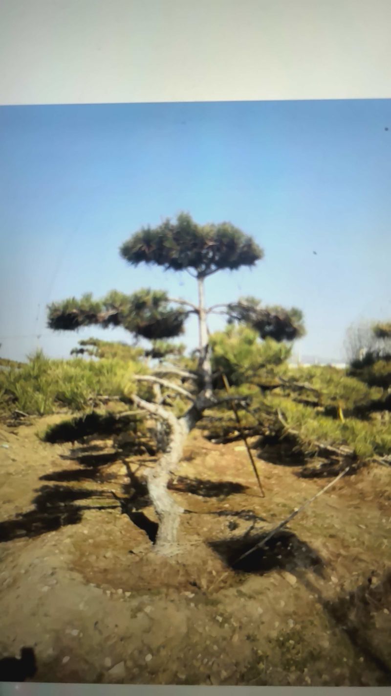 造型油松自己苗圃树
