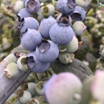 蓝莓花香f6