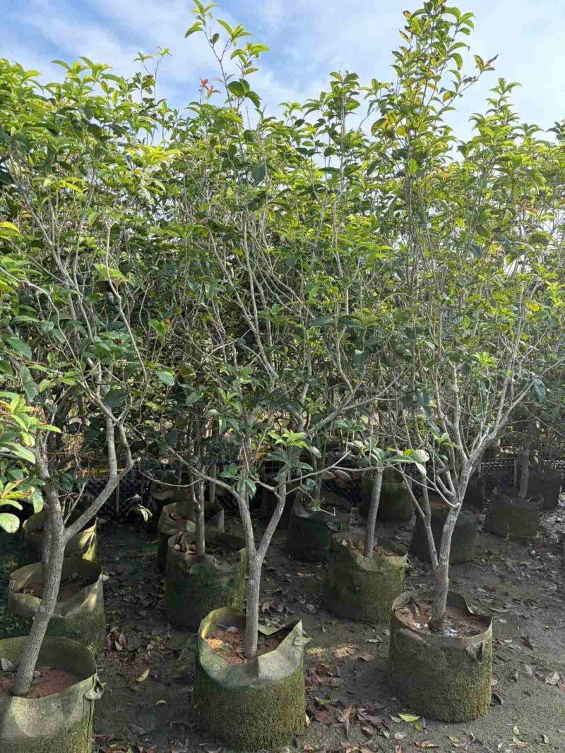 5-10分桂花树出售