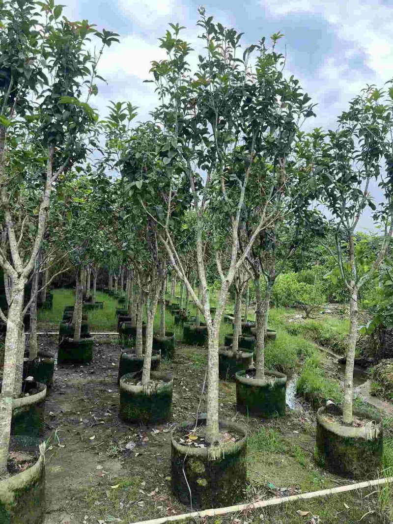 5-10分桂花树出售