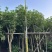 5-10分桂花树出售