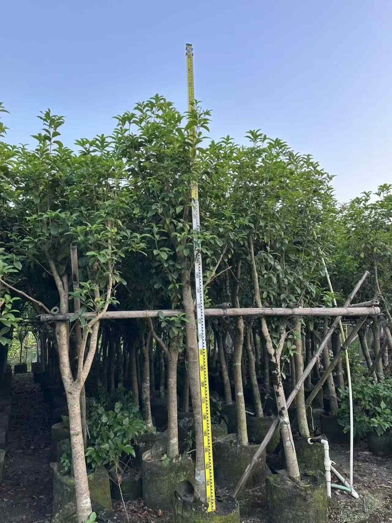 5-10分桂花树出售