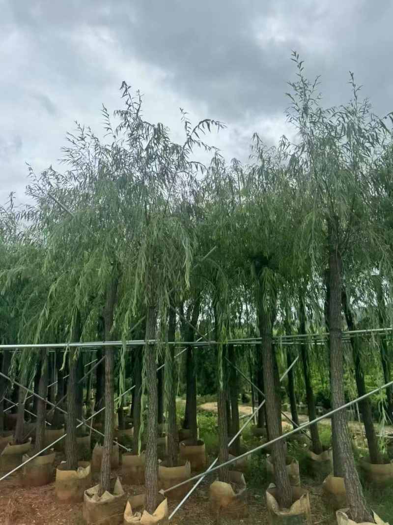 5-18分柳树出售🌸