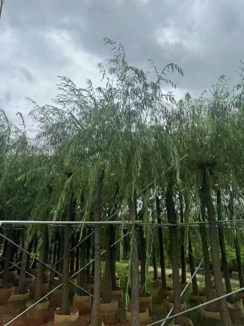 5-18分柳树出售🌸