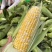 云南双色金银玉米🌽