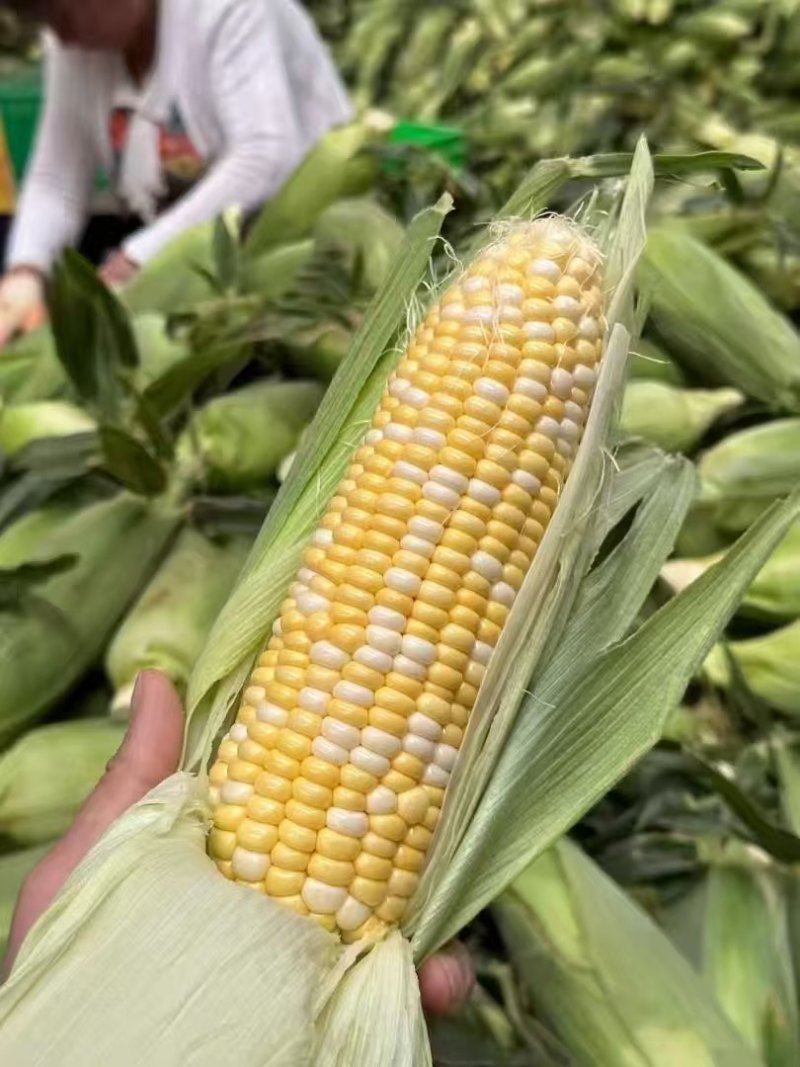 云南双色金银玉米🌽