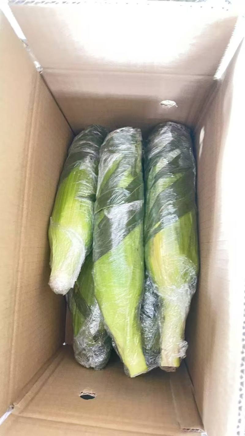 云南双色金银玉米🌽