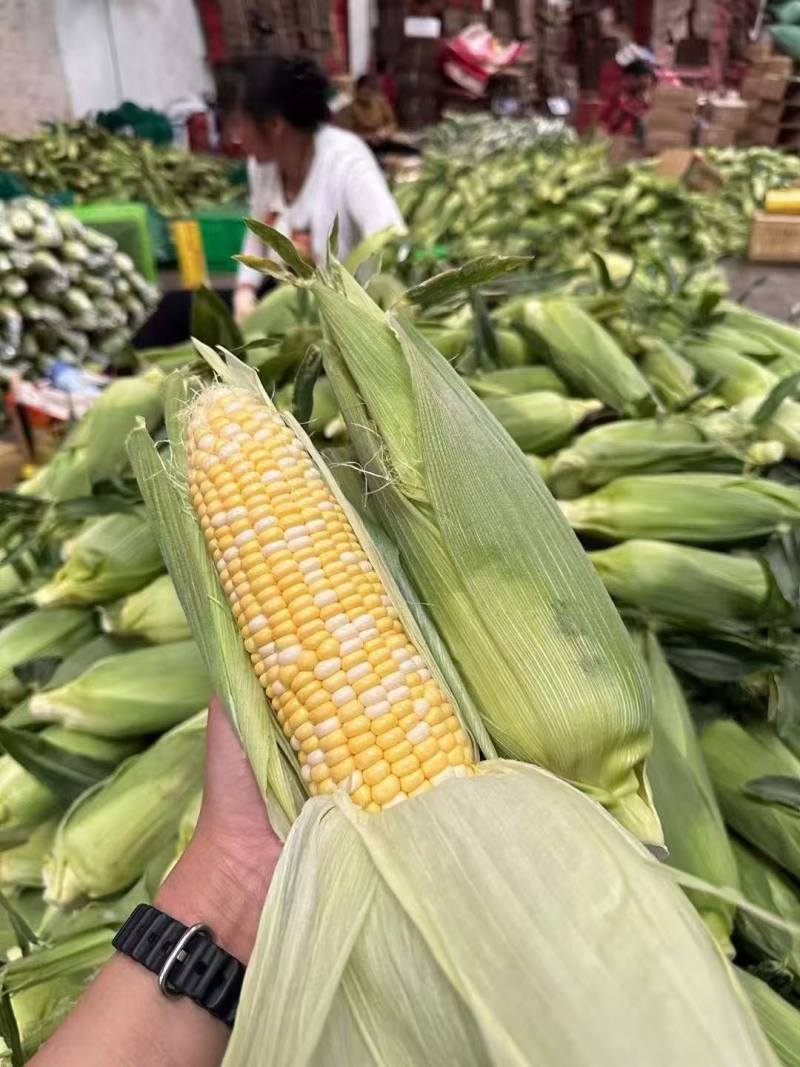 云南双色金银玉米🌽