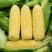 云南双色金银玉米🌽