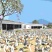 狮头鹅60天120天任选