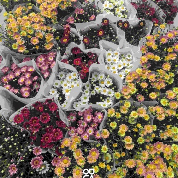 玛格丽特盆栽混色带花苞室内菊花耐寒秋菊庭院四