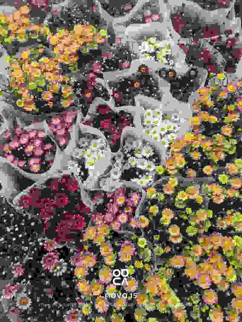 玛格丽特盆栽混色带花苞室内菊花耐寒秋菊庭院四