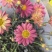 玛格丽特盆栽混色带花苞室内菊花耐寒秋菊庭院四