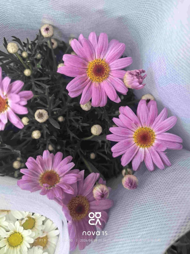玛格丽特盆栽混色带花苞室内菊花耐寒秋菊庭院四
