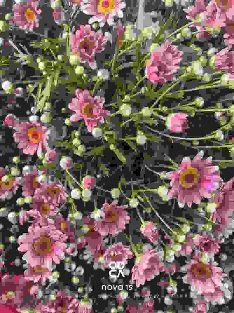 玛格丽特盆栽混色带花苞室内菊花耐寒秋菊庭院四