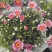 玛格丽特盆栽混色带花苞室内菊花耐寒秋菊庭院四