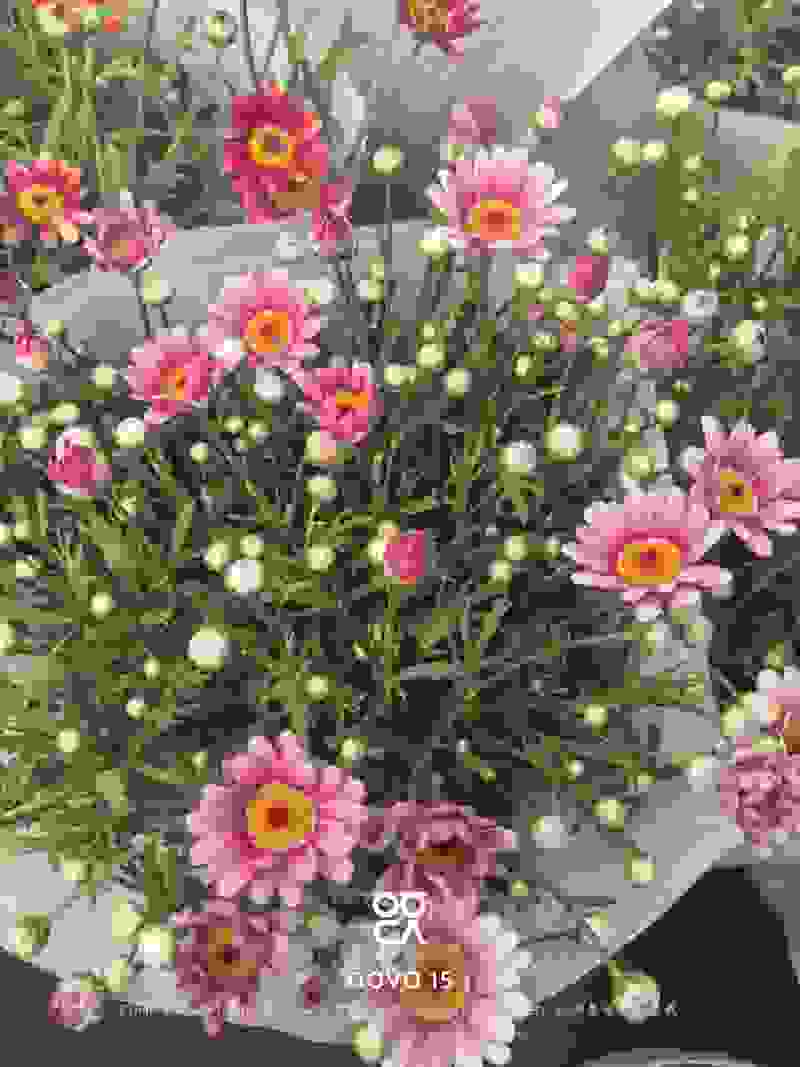 玛格丽特盆栽混色带花苞室内菊花耐寒秋菊庭院四