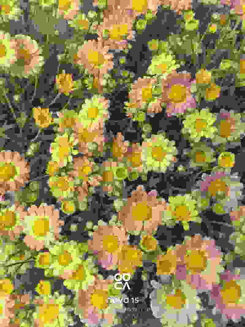 玛格丽特盆栽混色带花苞室内菊花耐寒秋菊庭院四
