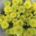 玛格丽特盆栽混色带花苞室内菊花耐寒秋菊庭院四