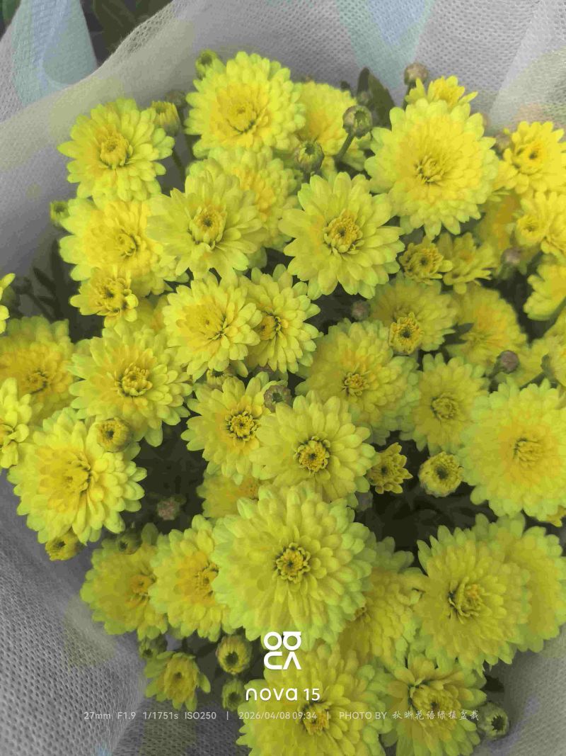 玛格丽特盆栽混色带花苞室内菊花耐寒秋菊庭院四