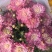 玛格丽特盆栽混色带花苞室内菊花耐寒秋菊庭院四