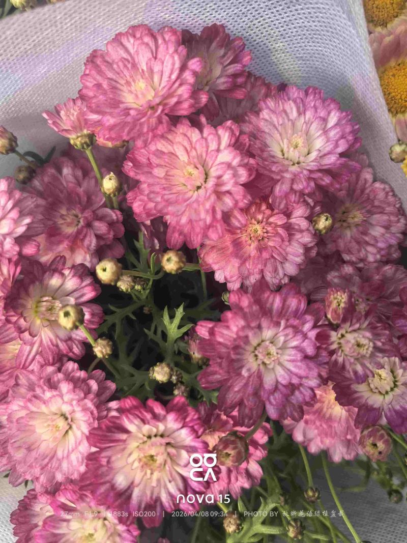 玛格丽特盆栽混色带花苞室内菊花耐寒秋菊庭院四