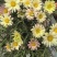玛格丽特盆栽混色带花苞室内菊花耐寒秋菊庭院四