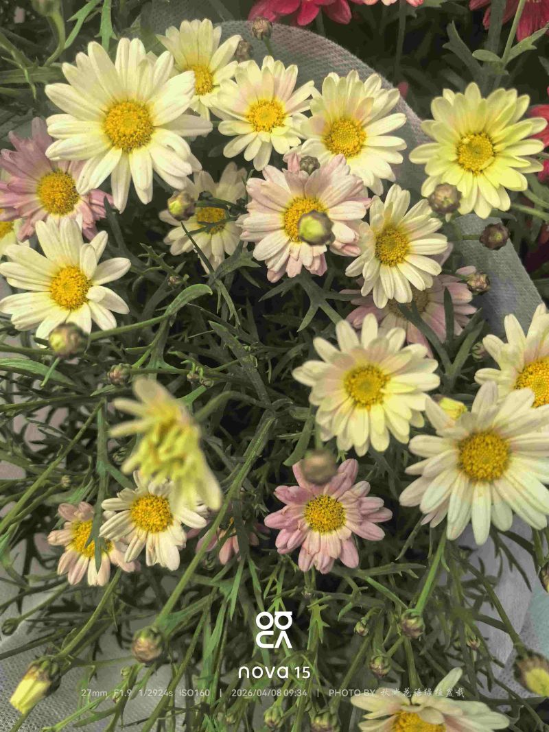 玛格丽特盆栽混色带花苞室内菊花耐寒秋菊庭院四