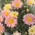 玛格丽特盆栽混色带花苞室内菊花耐寒秋菊庭院四