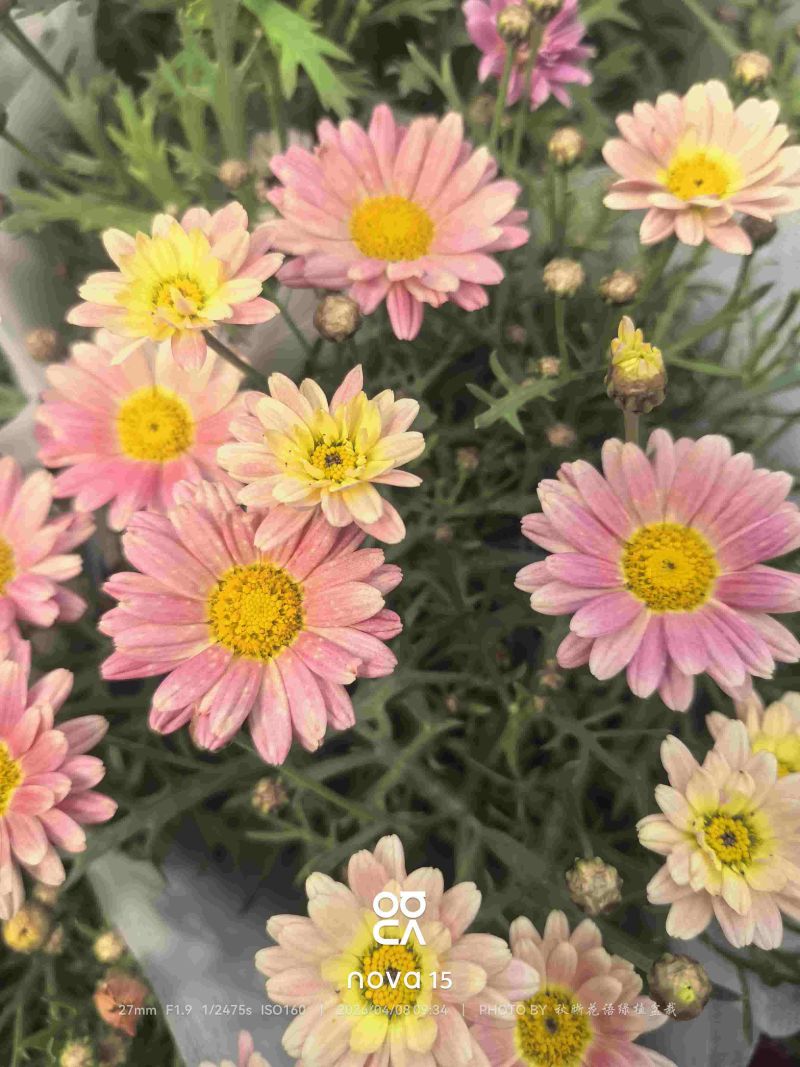 玛格丽特盆栽混色带花苞室内菊花耐寒秋菊庭院四