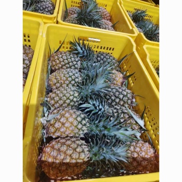 金钻凤梨原产地直发常年供应超市/电商/社区团购