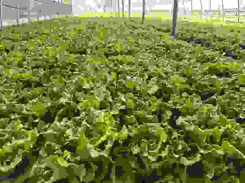 精品大棚大利生菜