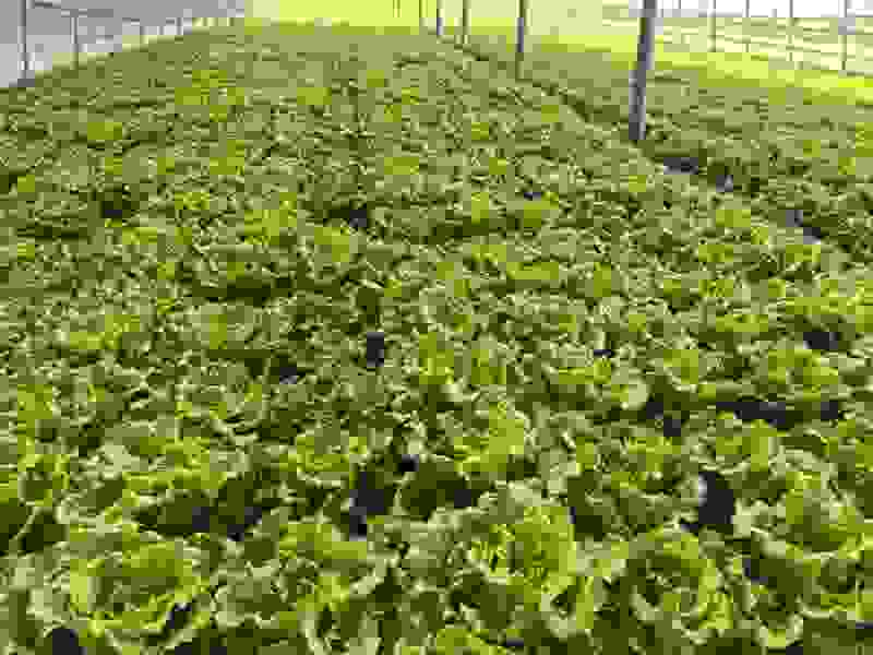 精品大棚大利生菜