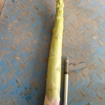 直径35mm新鲜芦笋批发