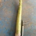 直径35mm新鲜芦笋批发
