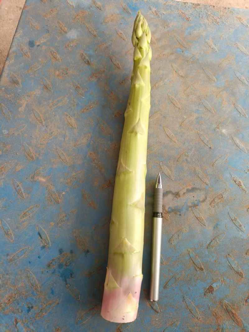 直径35mm新鲜芦笋批发