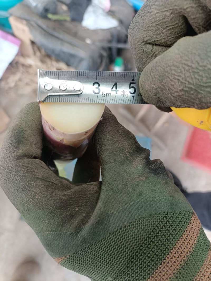 直径35mm新鲜芦笋批发