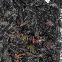 产地优质小龙虾