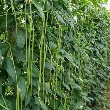 长豆角