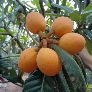 莆甜枇杷