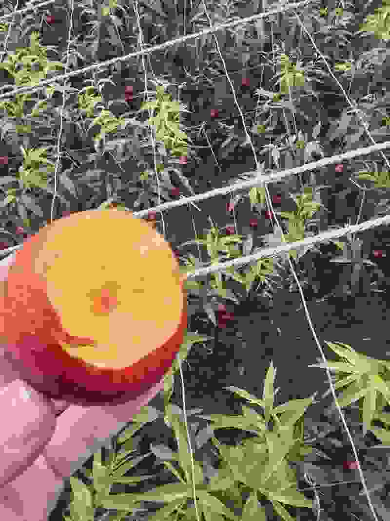 通果1两3起步上不封顶