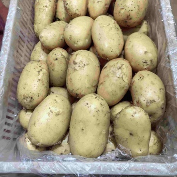 黄心土豆四两打底联系订购电话***********