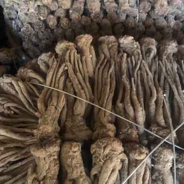 甘肃精品当归规格齐全全国发货可视频看货可协助找车