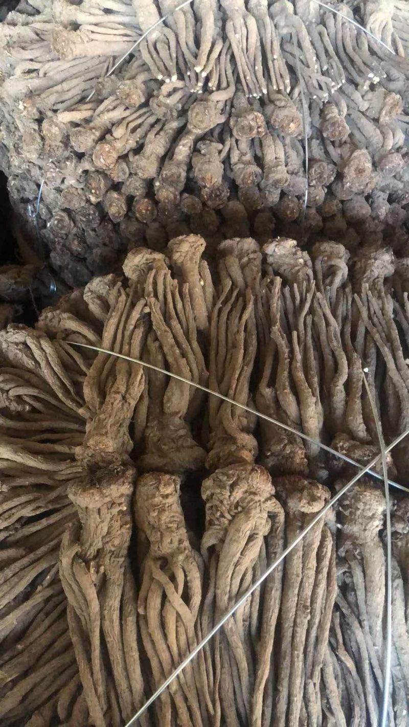 甘肃精品当归规格齐全全国发货可视频看货可协助找车