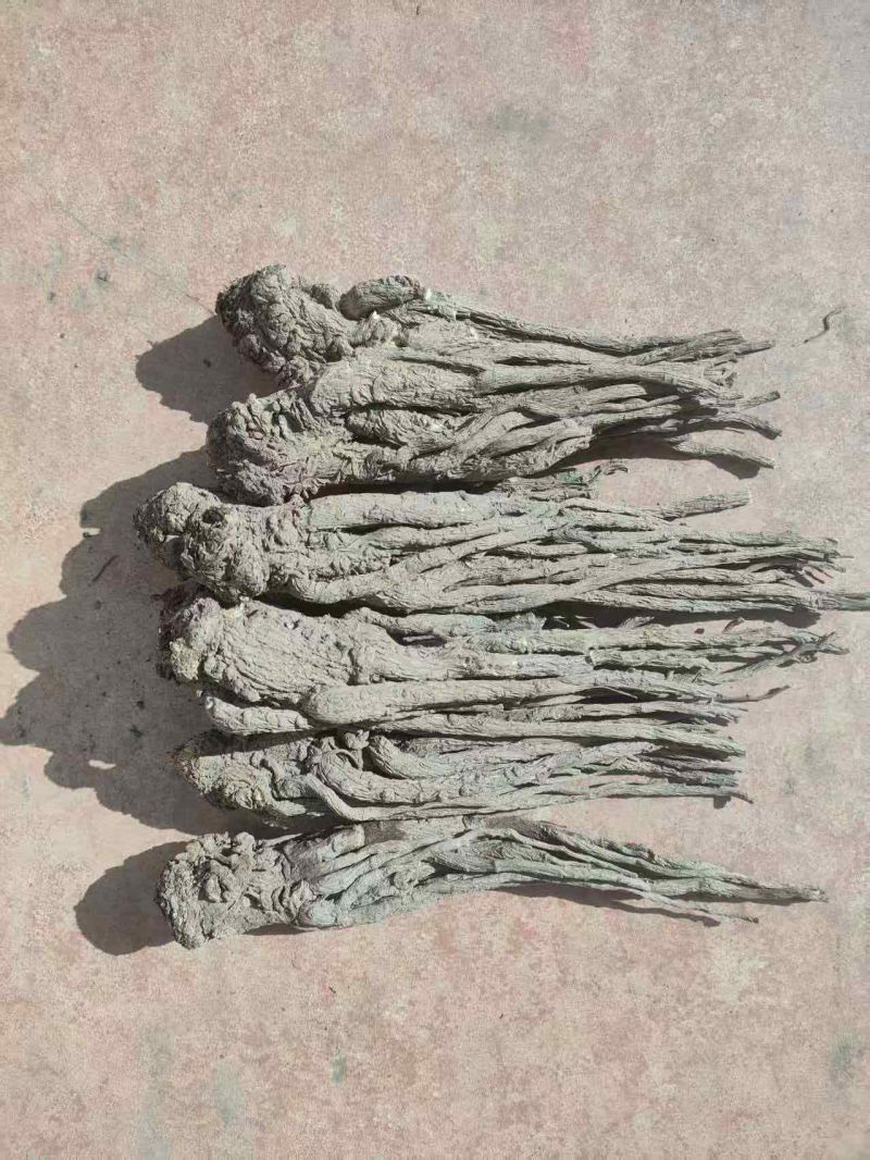 甘肃精品当归规格齐全全国发货可视频看货可协助找车