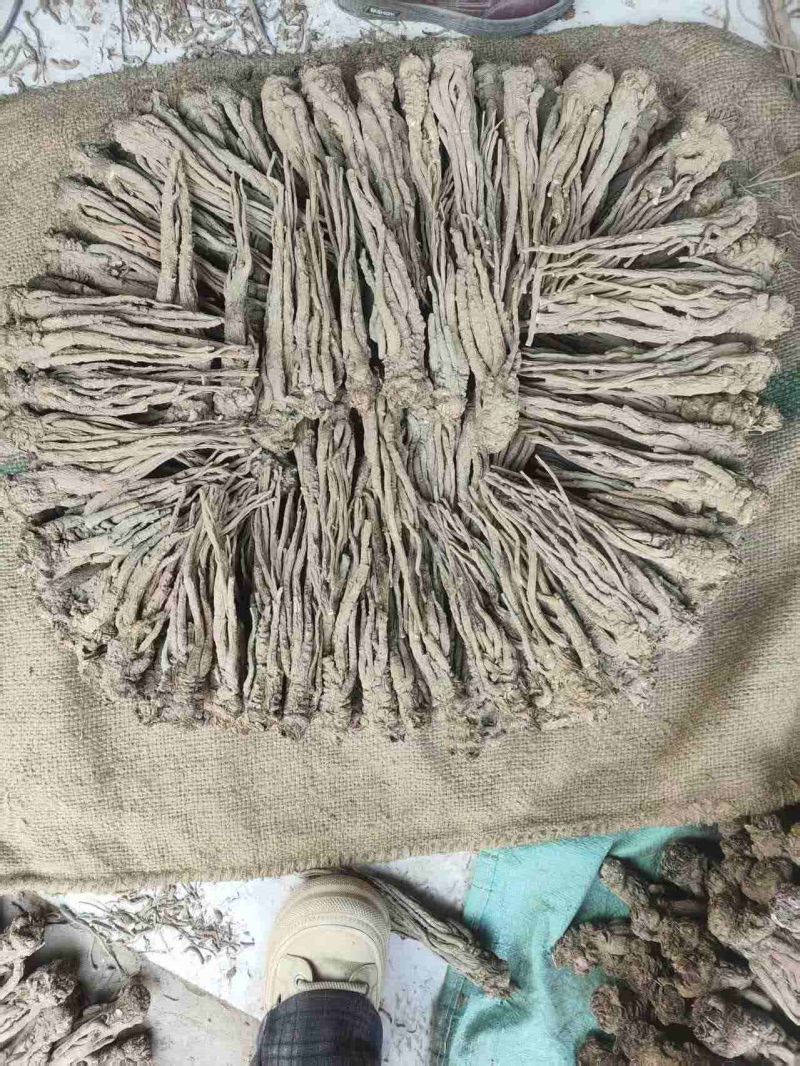 甘肃精品当归规格齐全全国发货可视频看货可协助找车